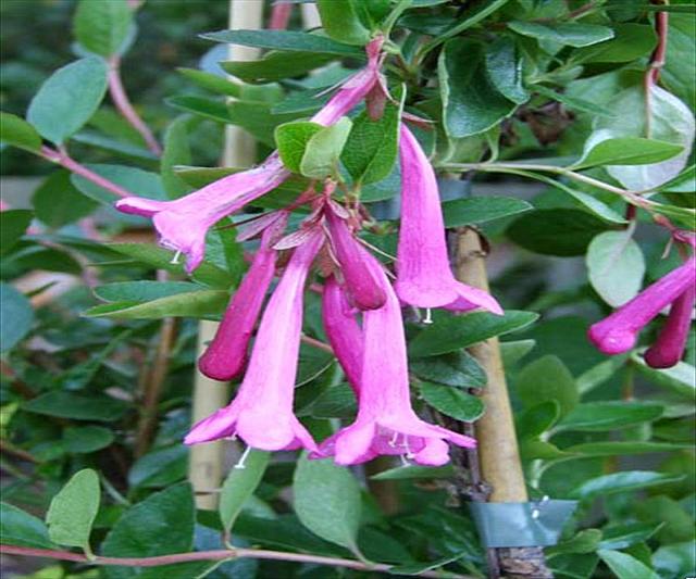 Abelia floribunda JL