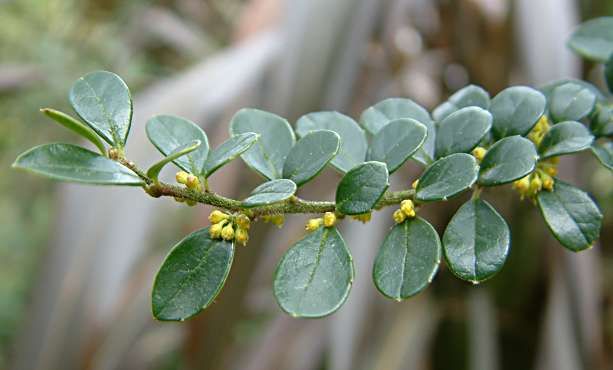Azara microphylla leaves