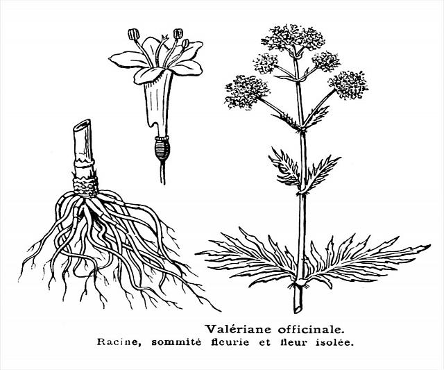 Valeriane-LarousseMedical