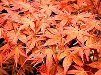 Acer palmatum 'Shindeshojo'