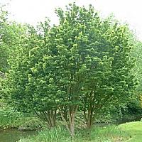 Acer palmatum 'Shishigashira' 1
