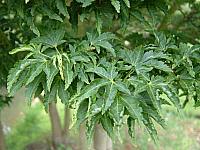 Acer palmatum 'Shishigashira' 2