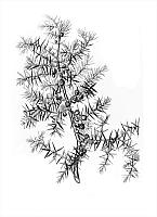 Juniperus Communis. Juniper. Wellcome M0005902