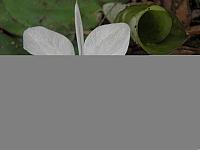 Kaempferia galanga flower 11