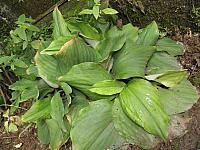 Kaempferia galanga plant