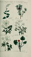 Plantes usuelles, indigènes et exotiques (Pl. 35) (6103449713)