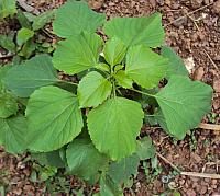 Acalypha indica plant 01