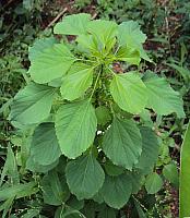 Acalypha indica plant 02
