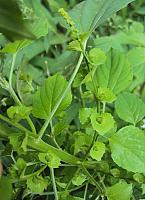 Acalypha indica plant 10