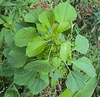Acalypha indica plant 13