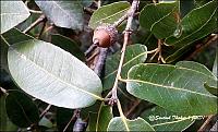 Quercus leucotrichophora
