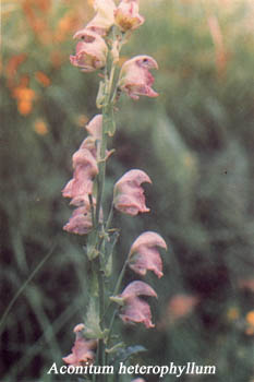 ATIVISA - Aconitum heterophyllum ( Medicinal Plant )