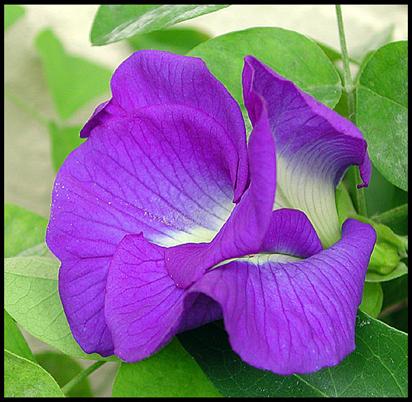 APARAJITA - Clitoria ternatea ( medicinal plant / Flower )