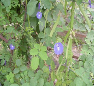 APARAJITA - Clitoria ternatea ( medicinal plant / Flower )