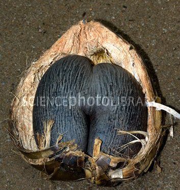 Double Coconut, sea coconut or Coco de mer-Lodoicea maldivica