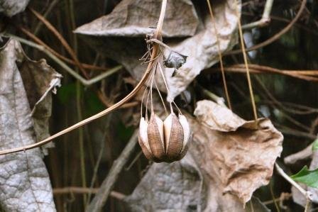 Aristolochia-indica