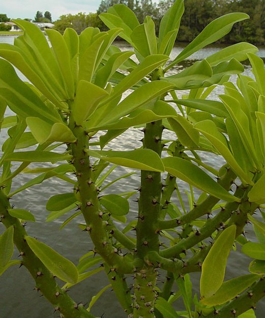 Euphorbia-neriifolia-1.jpg