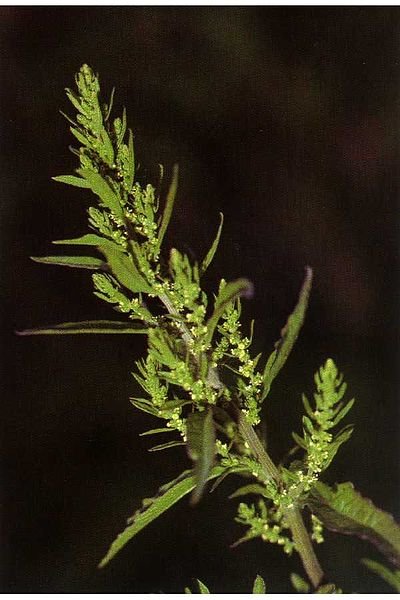 chenopodium-ambrosioides