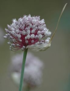 Allium Sativum Linn - Garlic-flower
