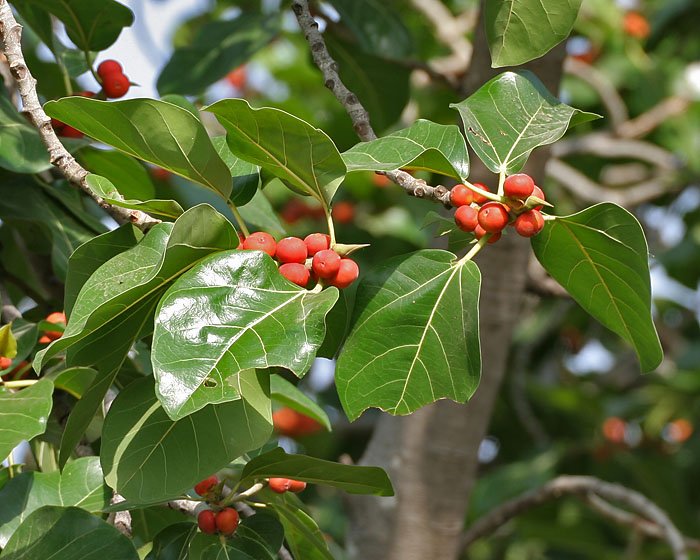 Ficus benghalensis - Banyan Tree