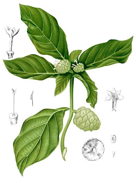 Indian mulberry (Noni)