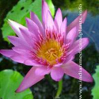 Nymphaea stellata-Lotus