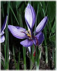  Medicinal Plant- Crocus sativus ( KUMKUM)