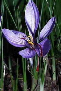 Crocus sativus-KUMKUM