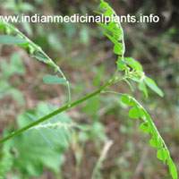 /Phyllanthus niruri - bhu amalaki